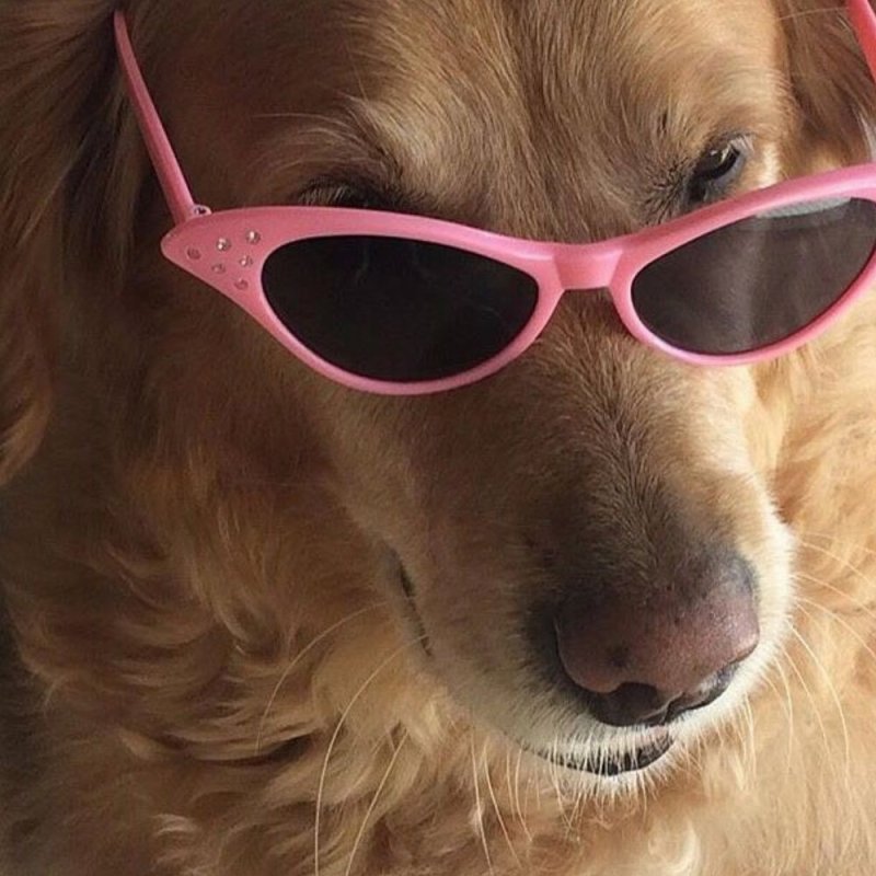 Пес в очках