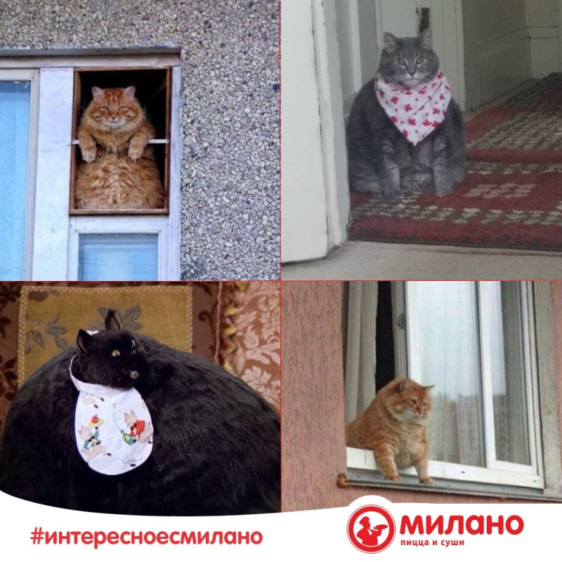 Мем заказал пиццу