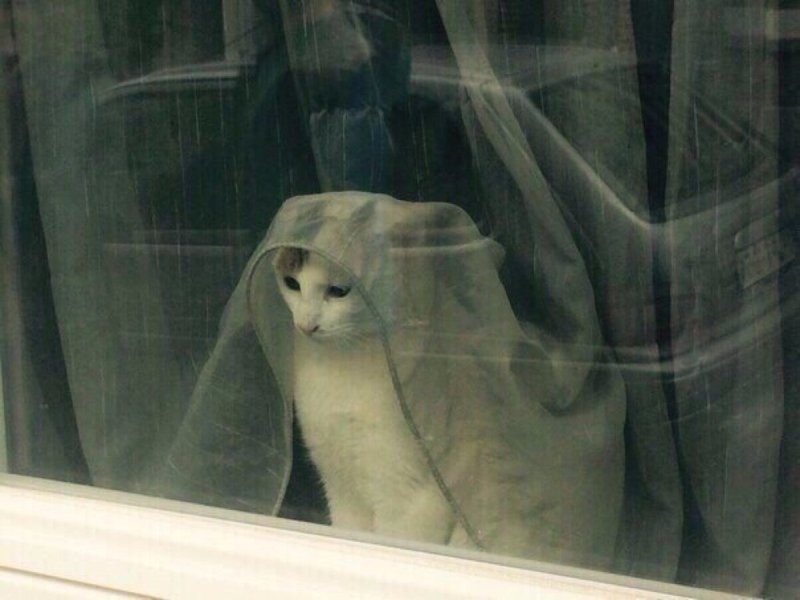 Котенок ждет