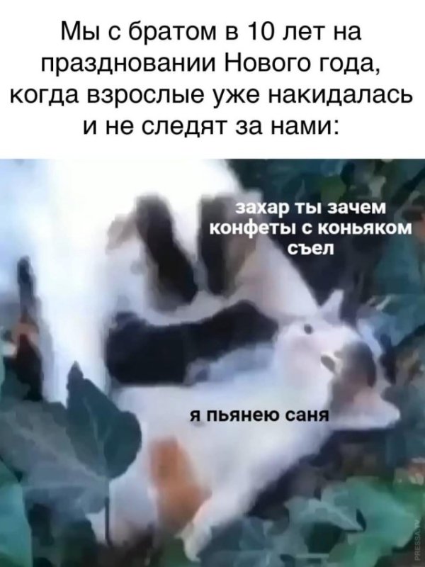 Мем с котами адыхай
