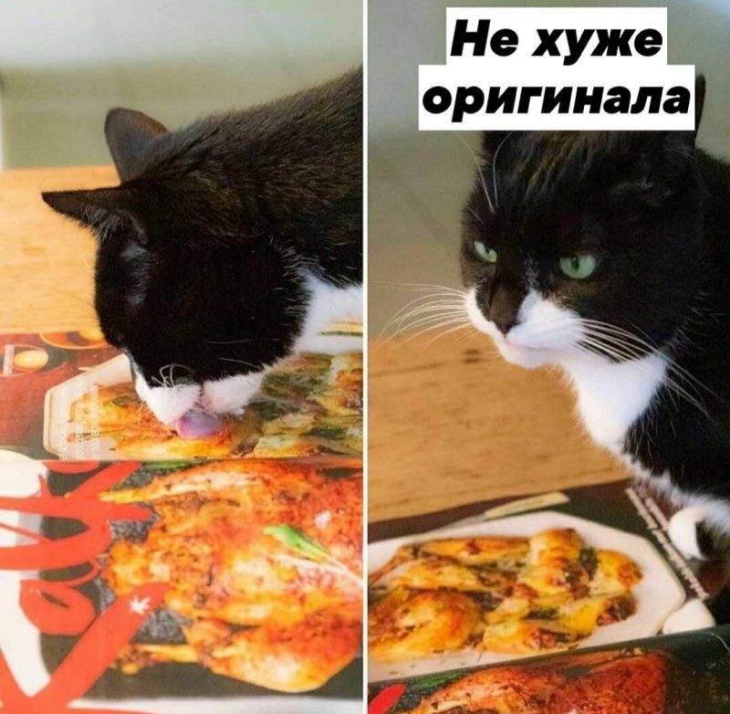 Мемы кот бутерброд