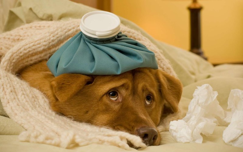 Собака с градусником