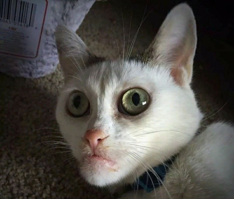 С челюстью кот