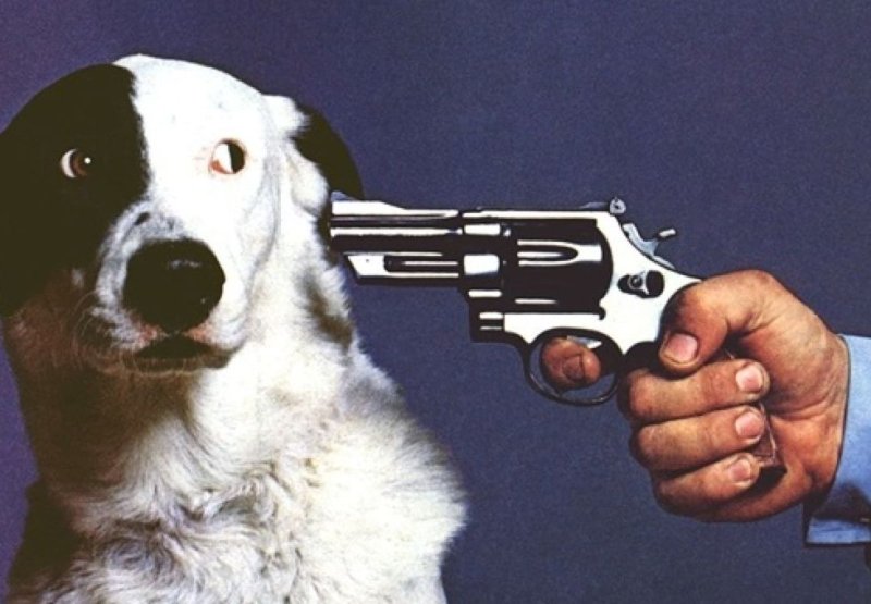 Собака с пистолетом