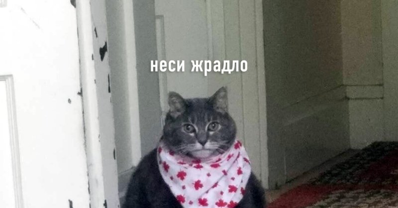 Несите черешню кот