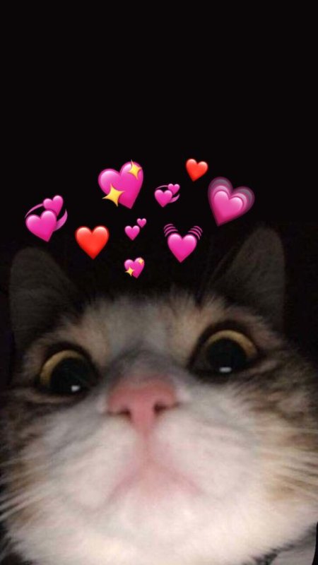 Милый котик