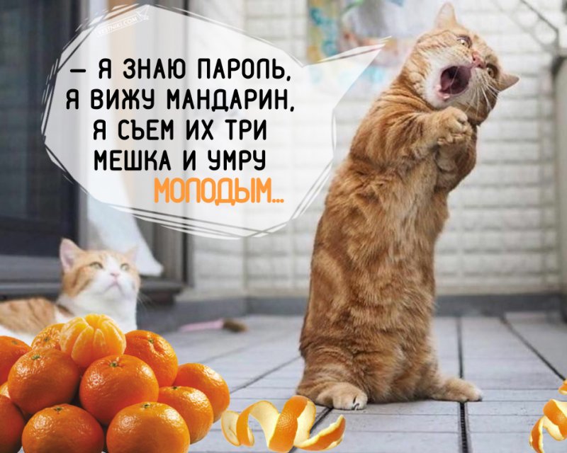 Мандарины прикол