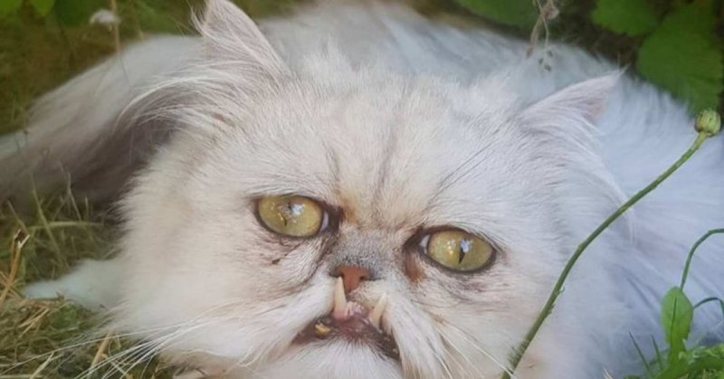 Персидская шиншилла кот Уилфред