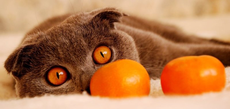 Котенок с мандаринами