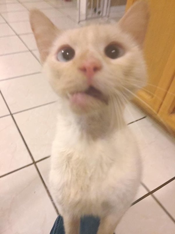 Кот с переломанной челюстью