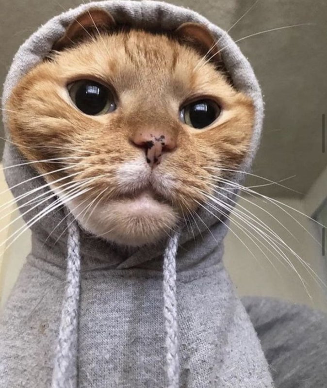 Кот в кофте с капюшоном
