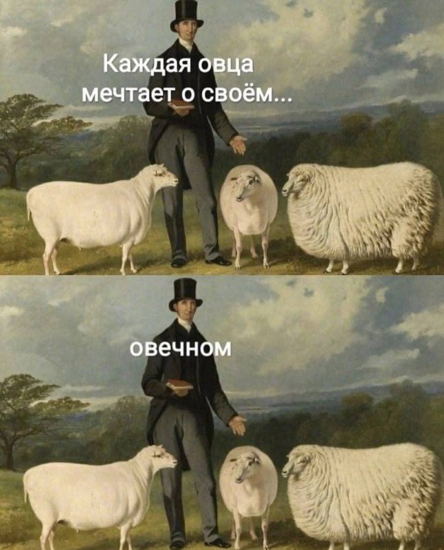 Овцы думают о своем о вечном
