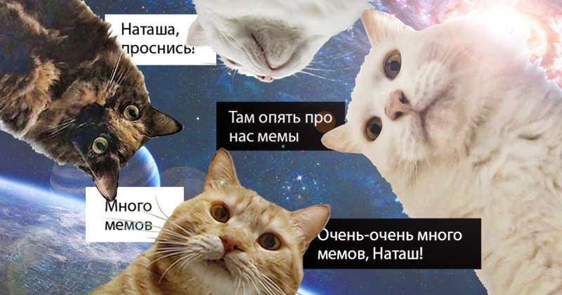 Кот Мем