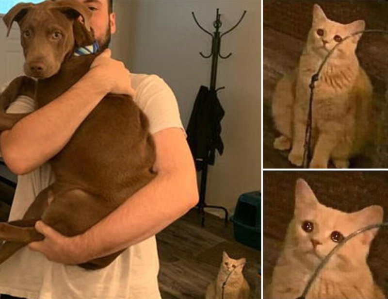 Мемы про Олега и кота