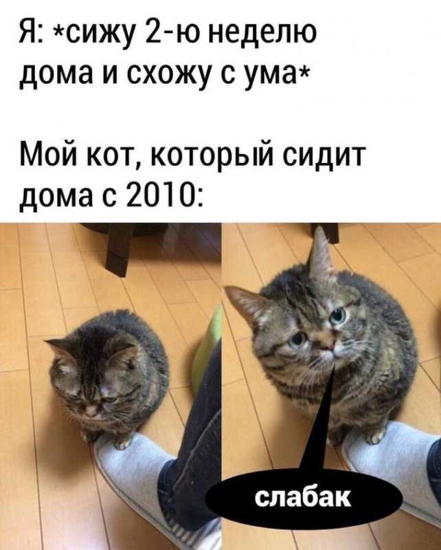 Котики смешные мемы