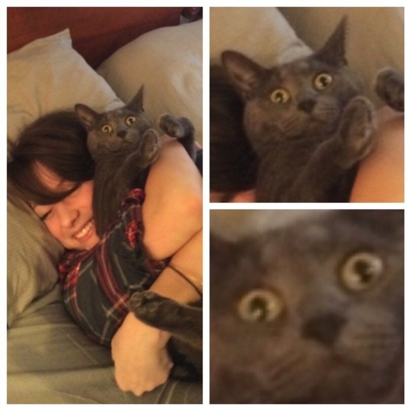 Кот обнимашки