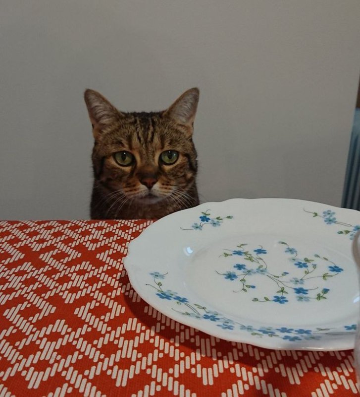 Кот в тарелке