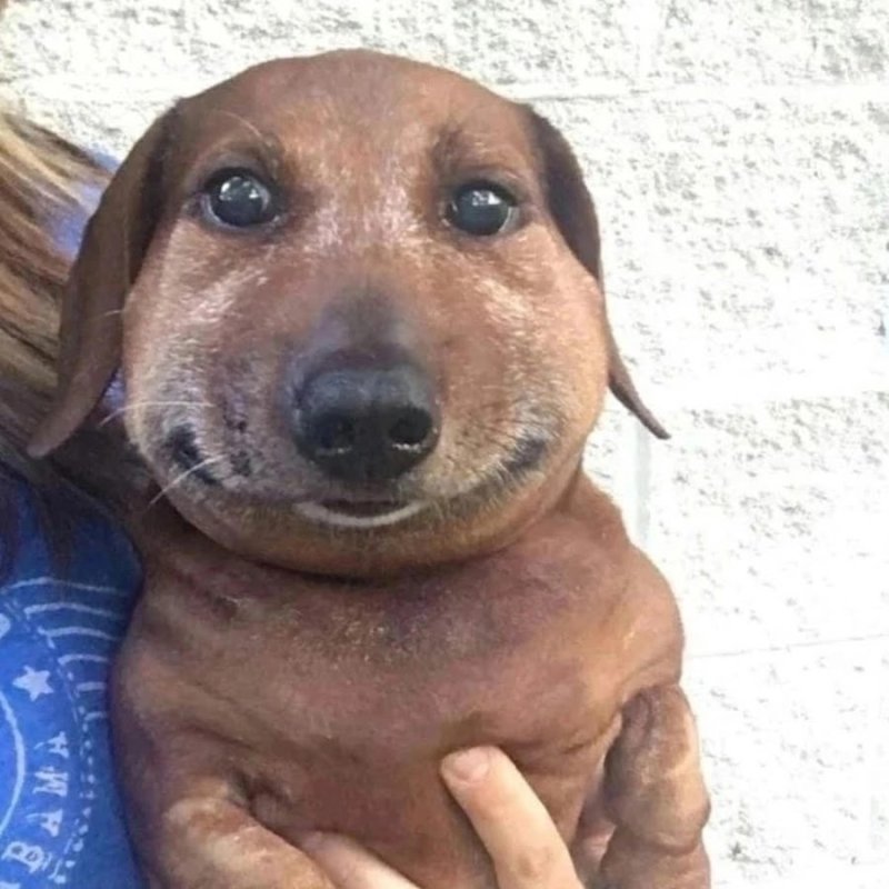 Собака сосиска Мем