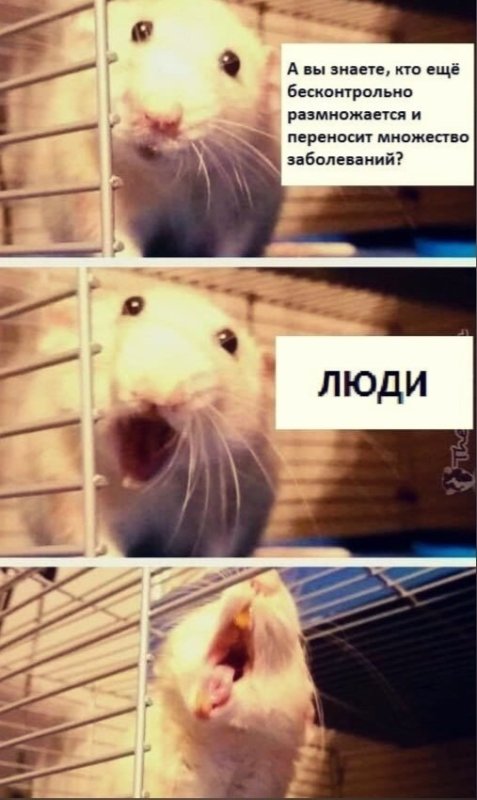Крыса Мем
