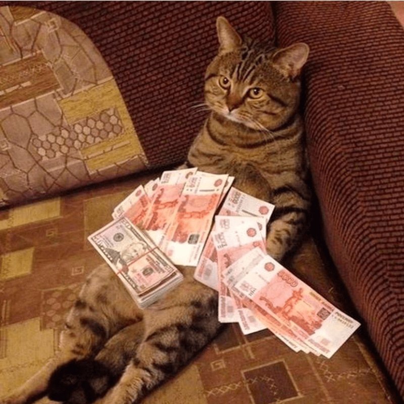 Веселые котики с деньгами