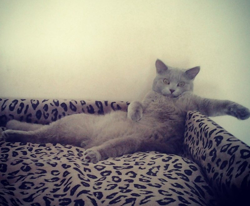 Отдыхающий кот