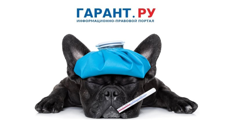 Собака с грелкой на голове