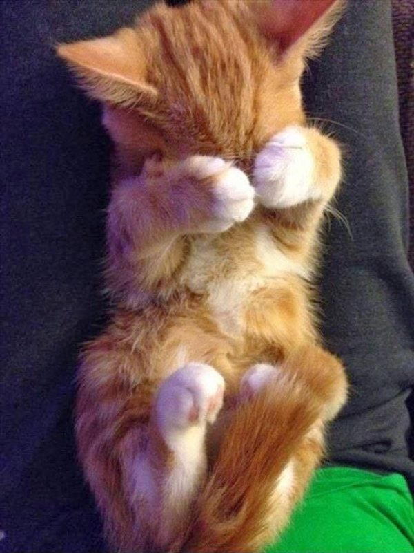 Котенок смущается