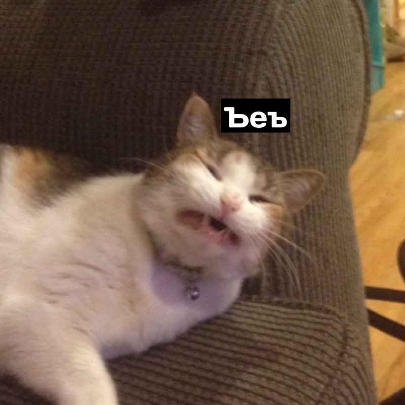 Кот Мем