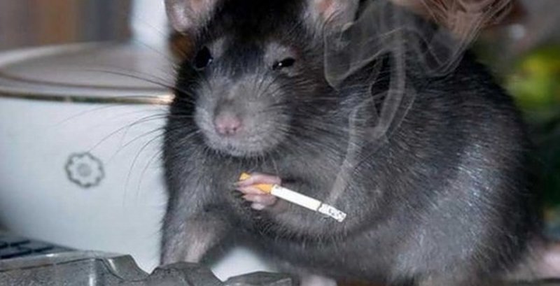 Курящая мышь