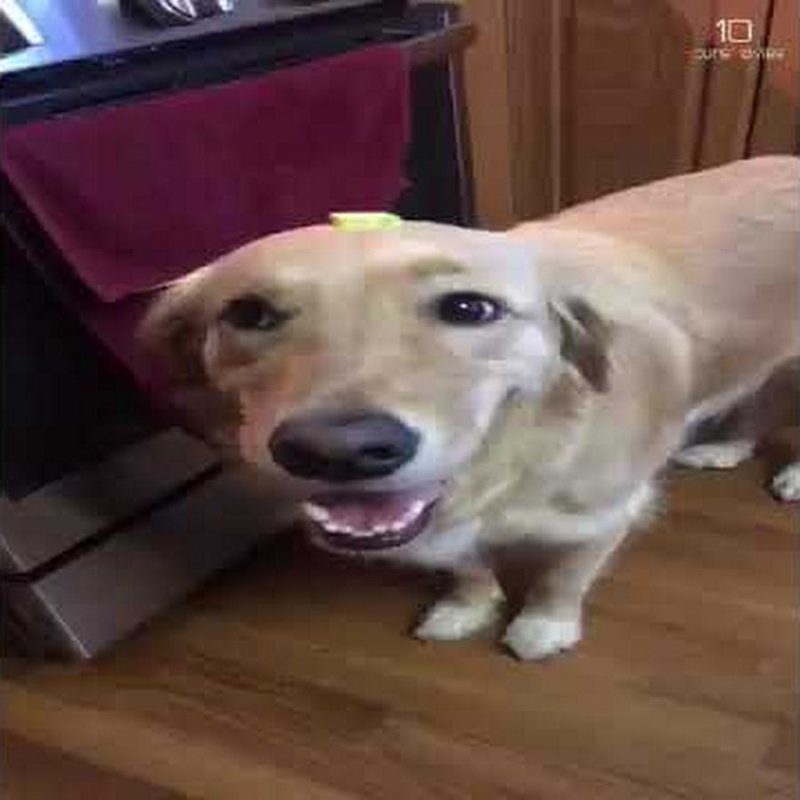 Butter Dog Мем