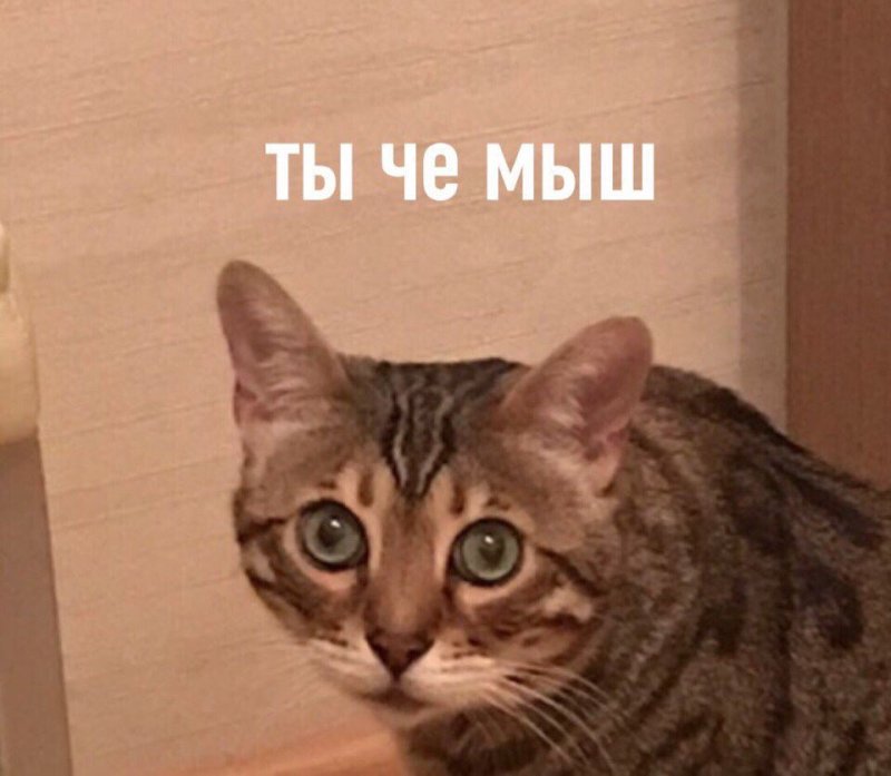 Кот Мем