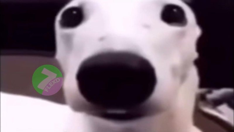 У собаки трясутся зубы Мем