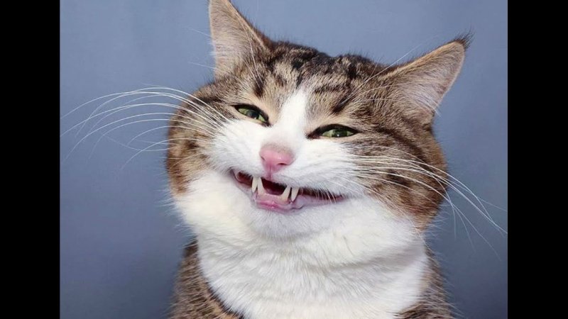 Улыбающиеся коты