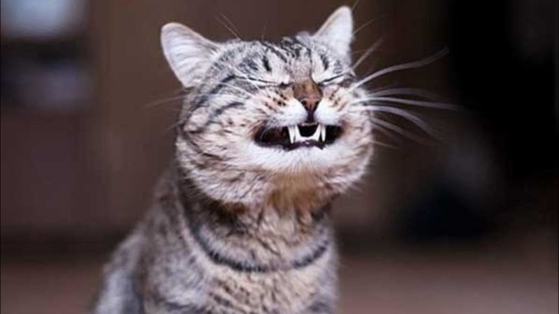 Я И тренер Мем