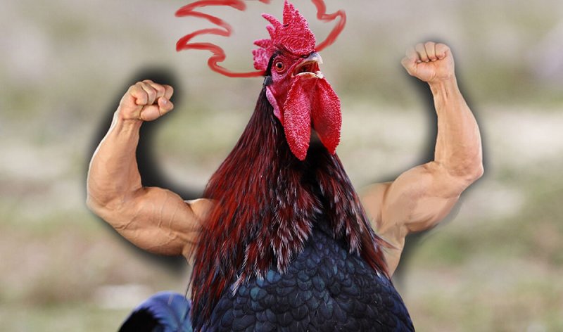 Гордий петух