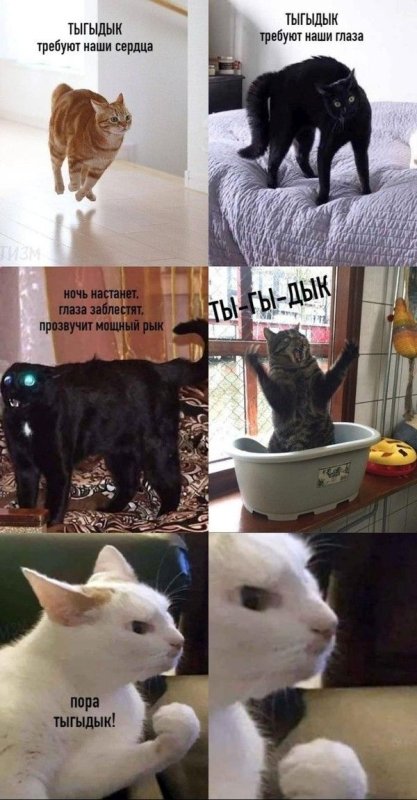Мемы с котами и надписями