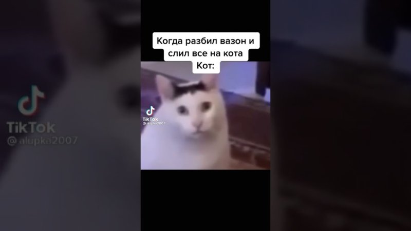 Кот качает головой