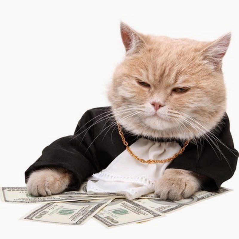 Денежный котик