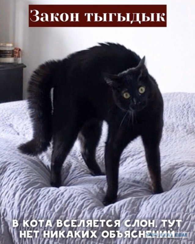 Смешные черные коты