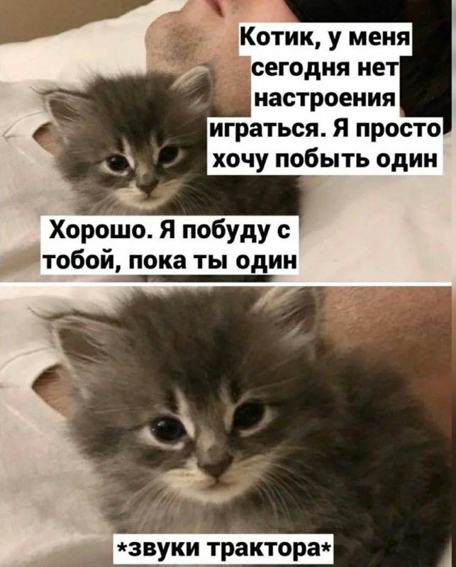 Я хочу кота