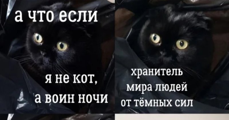 Мемы про котов