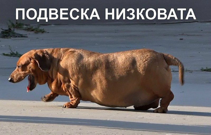 Прикольные таксы