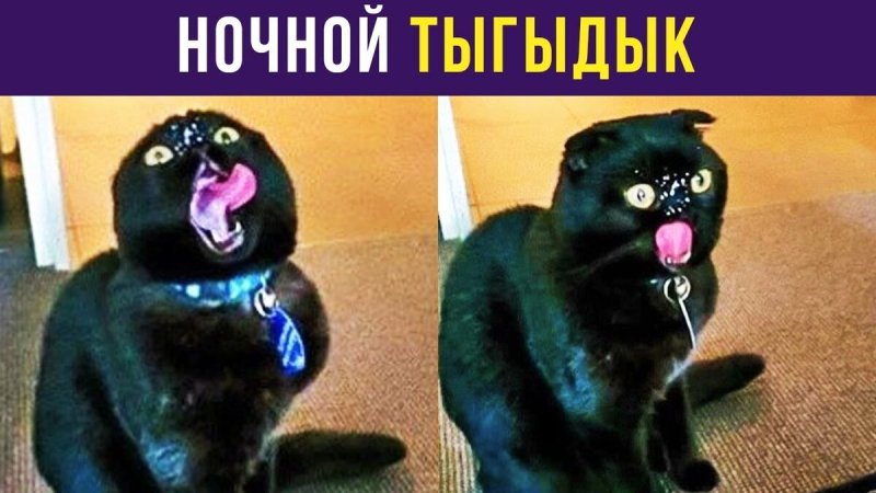 Ночной тыгыдык у котов