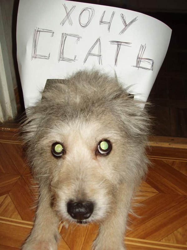 Собака хочет писать