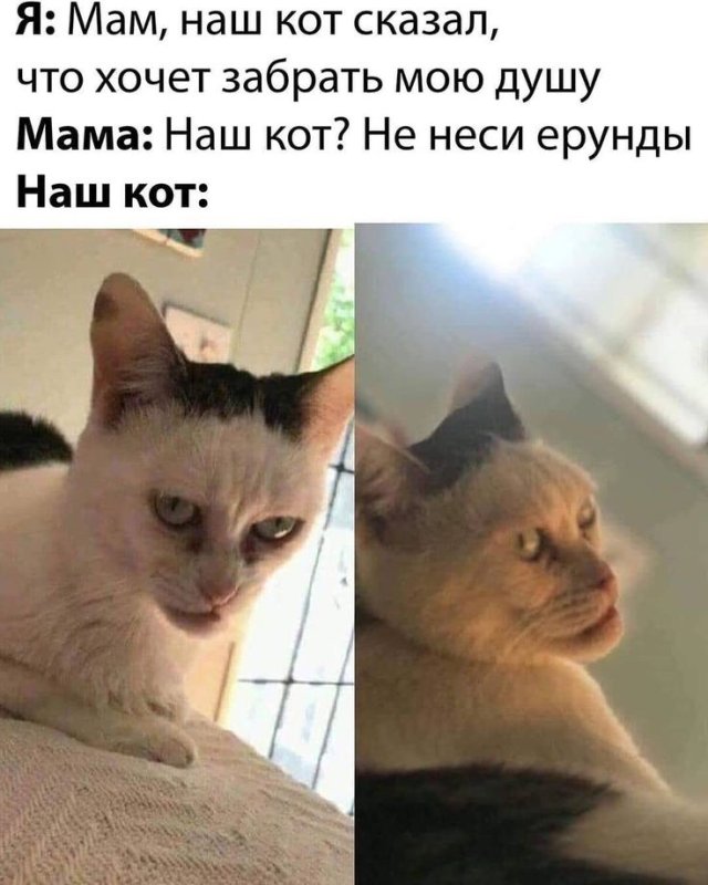 Мемы с котиками