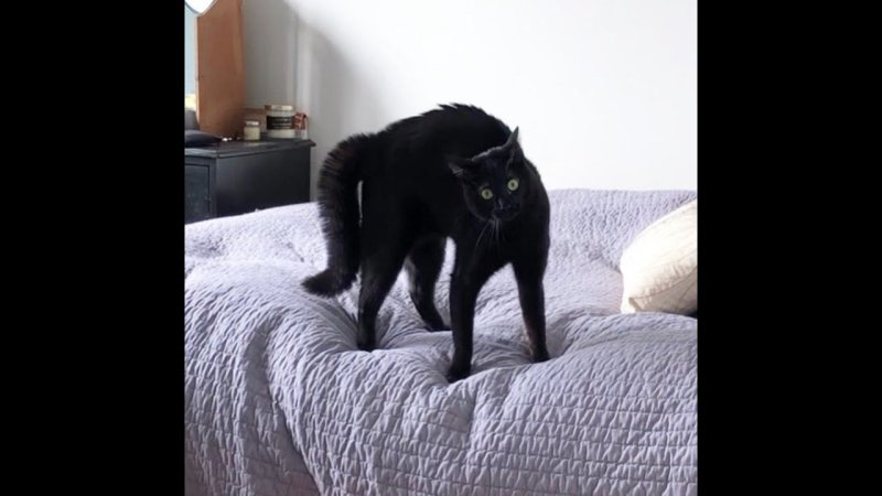 Тыгыдым кот