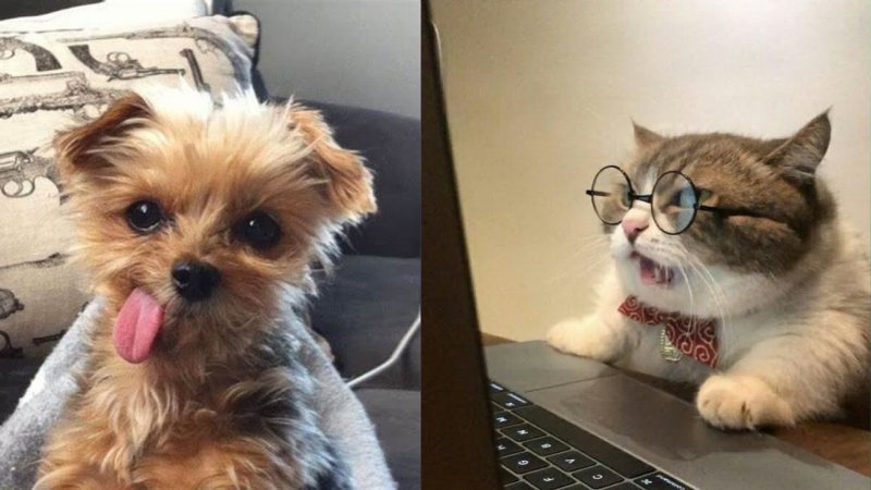 Умный кот в очках