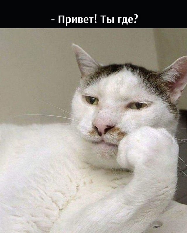Коты мемы