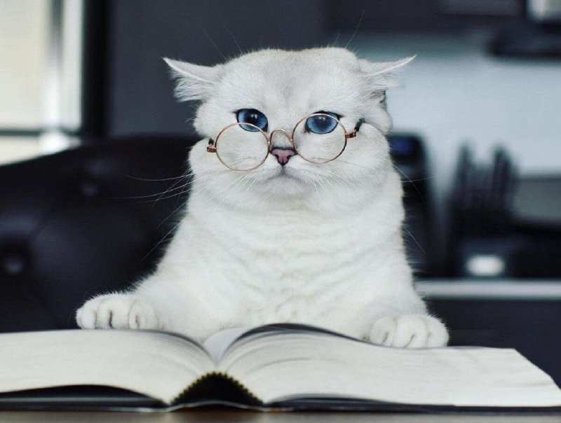 Кошка в очках