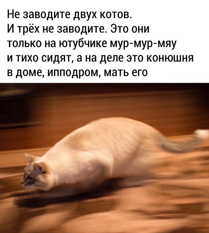 Мемы с котами тыгыдык